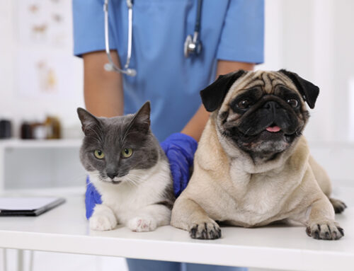 The Importance of Spaying & Neutering Your Pet