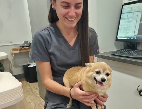 Wellness Exams: Your Pet’s Most Important Appointment at Fort Mill Animal Hospital