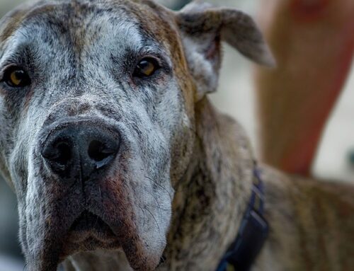 TPLO Surgery for Dogs: The Complete Guide to Your Dog’s “ACL Injury” & Recovery