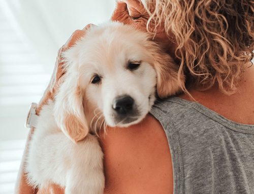 Is Your Pet Hiding Something? The Importance of Annual Health Screens