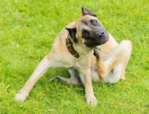 Flea & tick prevention: why all year prevention is important